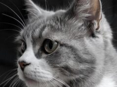 Как правильно выбрать сухой корм для кошек